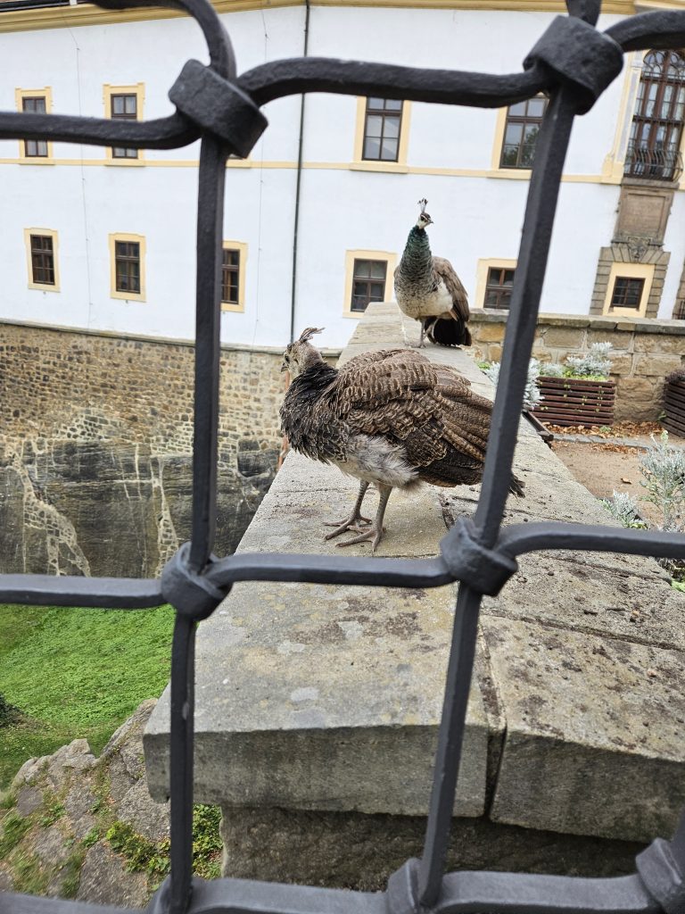 Zamek decin pawie