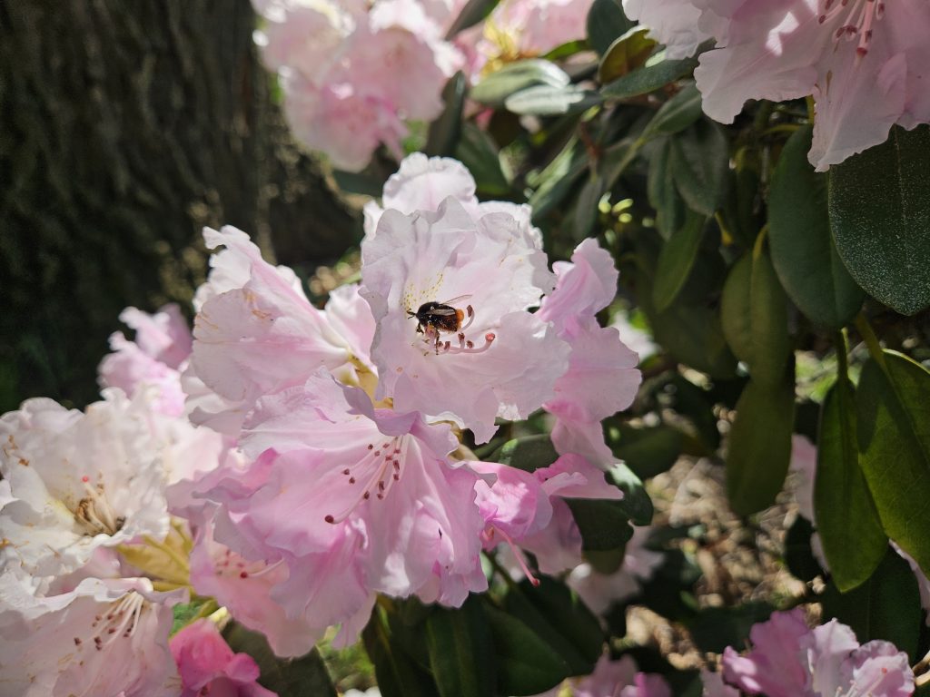 Park szczytnicki, rododendron