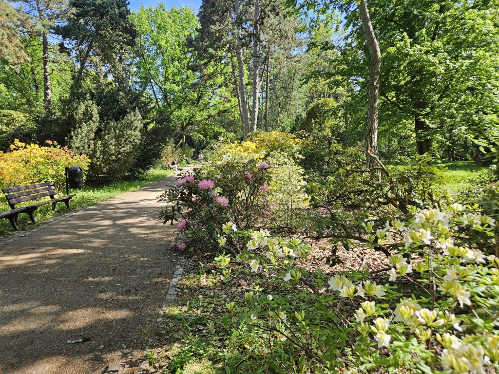 rododendrony w parku szczytnickim