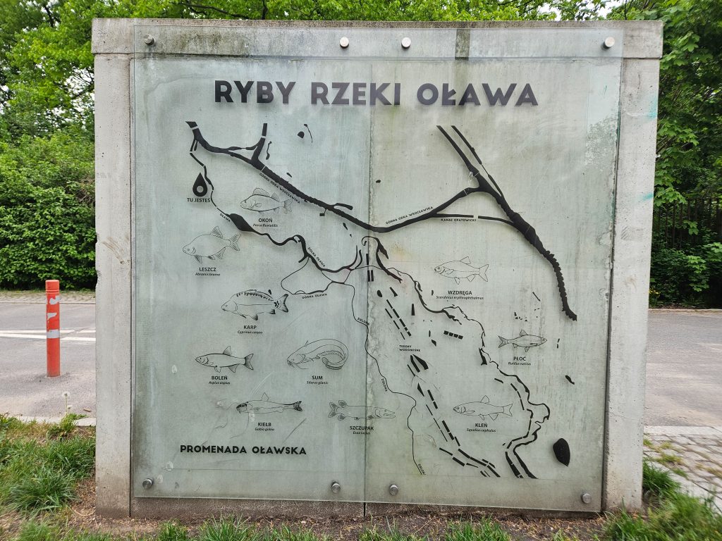 Ryby rzeki Oława, tablica edukacyjna