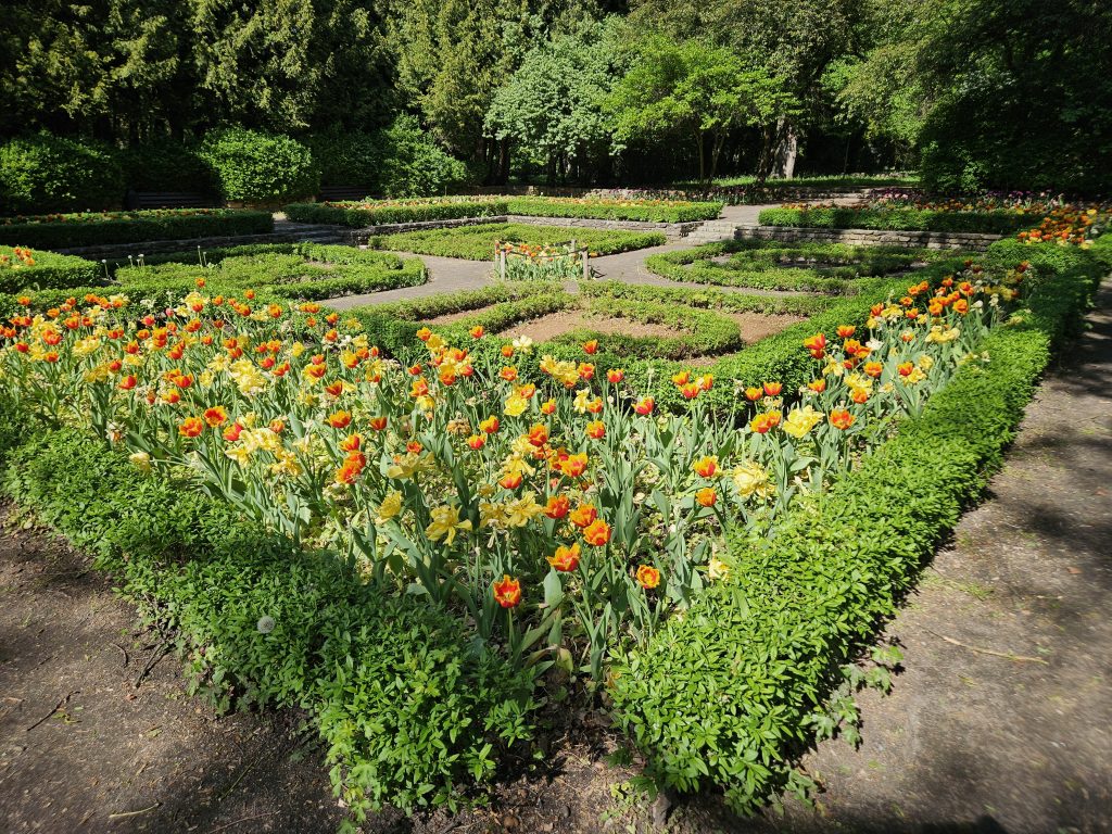 tulipany w Parku Szczytnickim